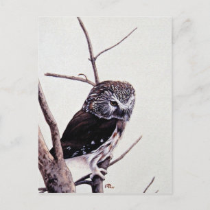 Saw-whet-uhu Postkarte