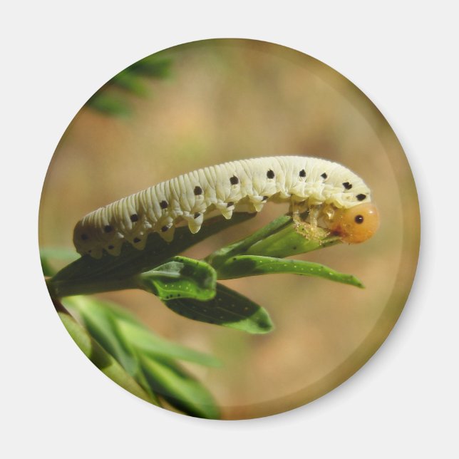 Sawfly Larvae Magnet (Vorne)