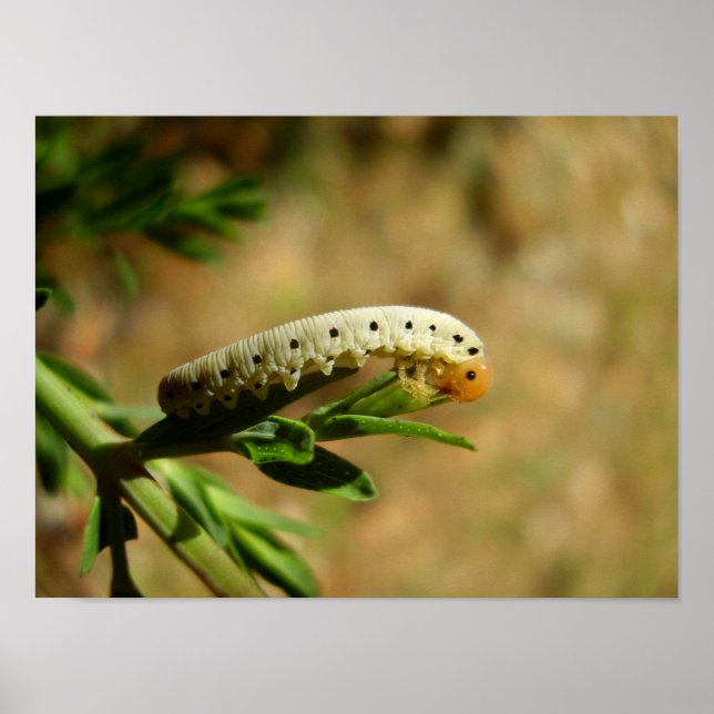 Sawfly Larvae Poster (Vorne)
