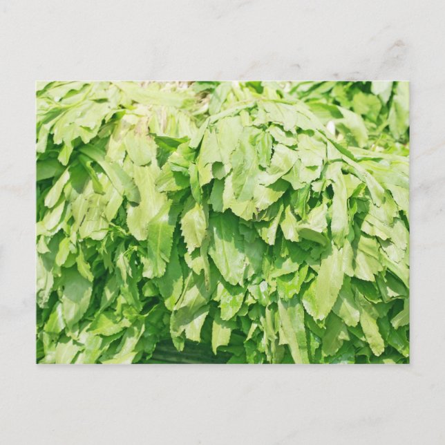 Sawzahnkoriander - Hintergrund für Eryngium foetid Postkarte (Vorderseite)