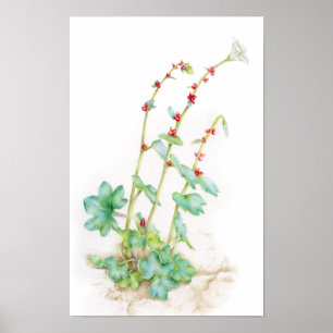Saxifraga cernua alpine Pflanze Aquarellkunst Poster