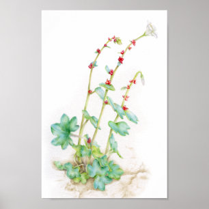 Saxifraga cernua alpine Pflanze Watercolorkunst Poster