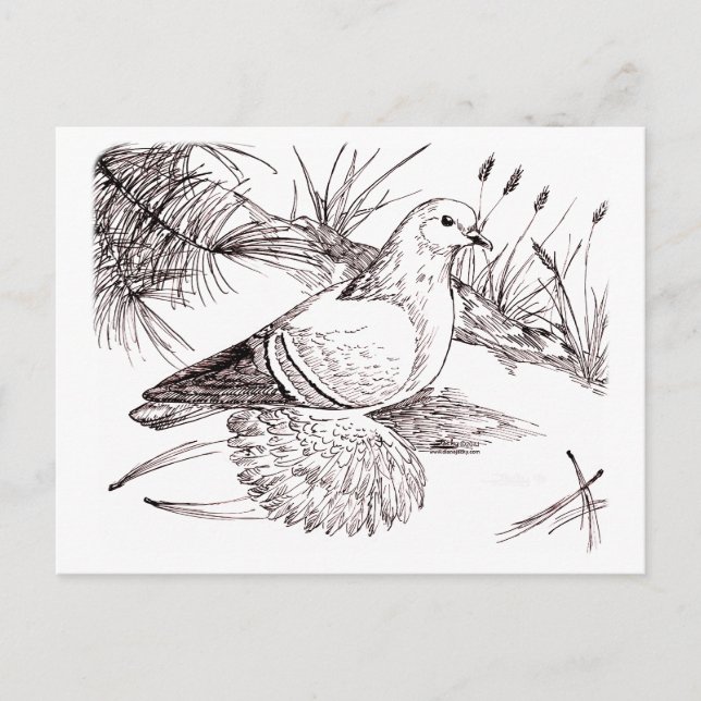 Saxon-Feldtaube Postkarte (Vorderseite)