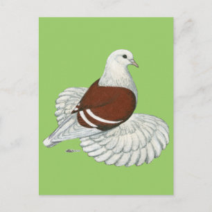 Saxon Shield Taube Red White Bar Postkarte