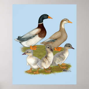 Saxony Duck Family Poster