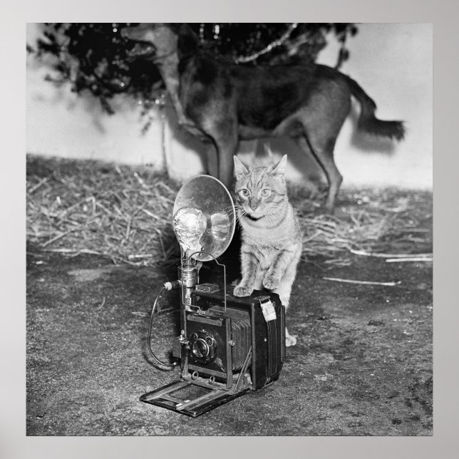 Say Catnip: 1936 Poster (Vorne)