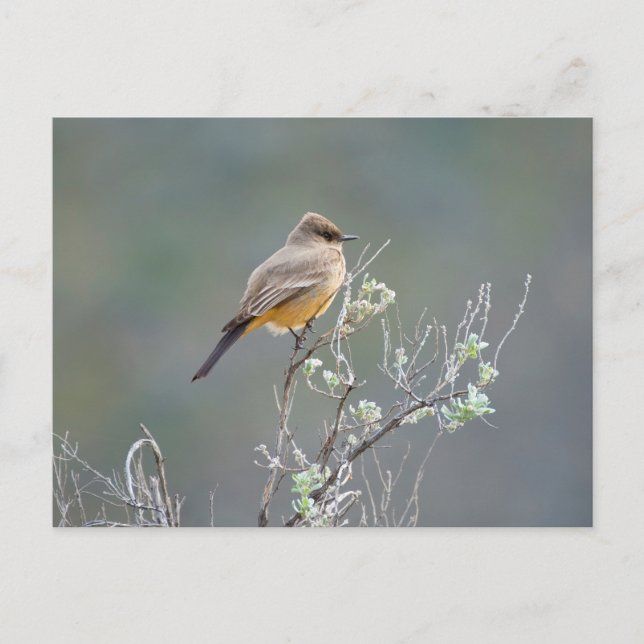 Say-Phoebe Postkarte (Vorderseite)