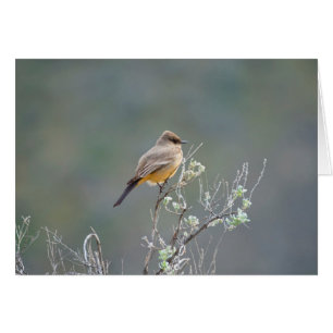 Say's Phoebe im Salbei