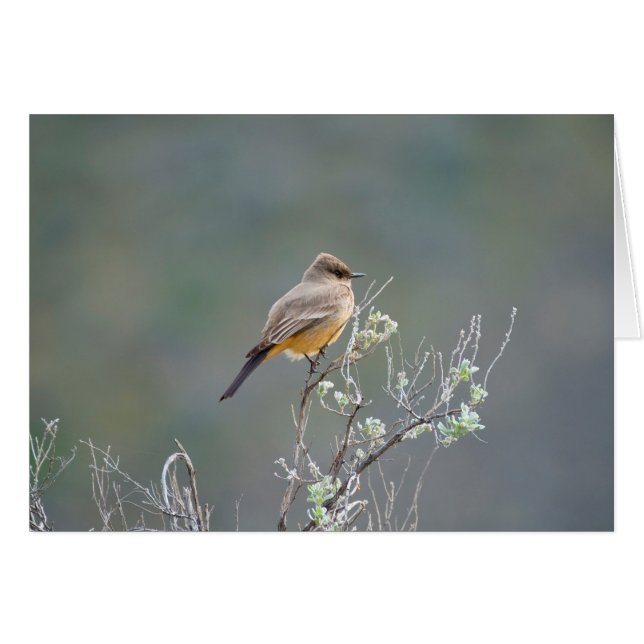Say's Phoebe im Salbei (Vorderseite (Horizontal))
