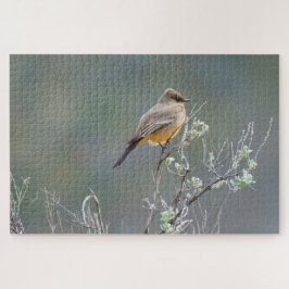 Say's Phoebe in the Sage Puzzle