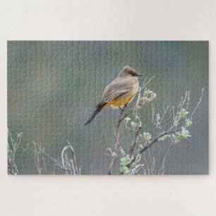 Say's Phoebe in the Sage Puzzle