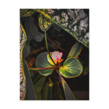 SC-Begonie blüht zwischen Caladium-Blättern