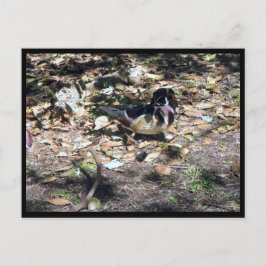 Sc Wood Duck Postcard Postkarte