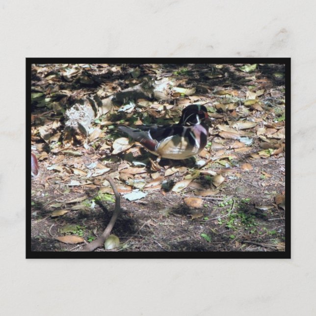 Sc Wood Duck Postcard Postkarte (Vorderseite)