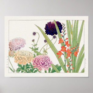 Scabiosa, Montbretia, Tanigami Konan Poster