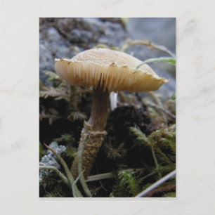 Scaley Mushroom auf der Insel Unalaska Postkarte