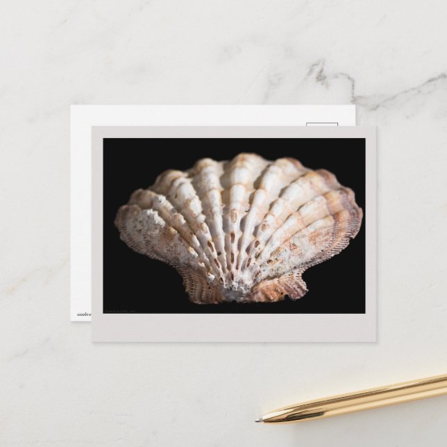 Scallop 3 236 postkarte (Vorderseite/Rückseite Beispiel)