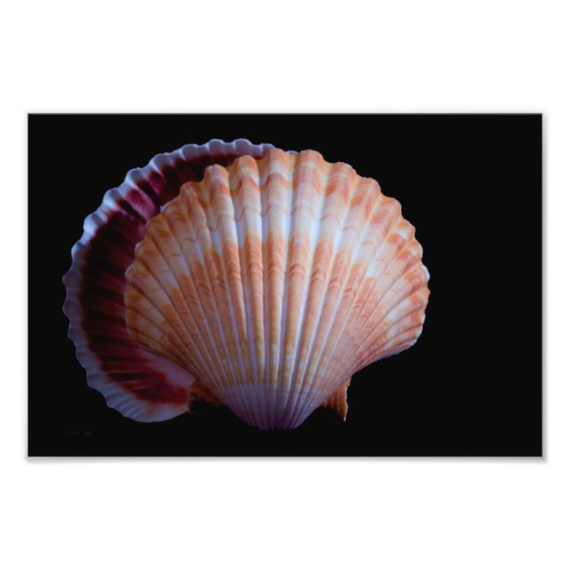 Scallop-Muschel Fotodruck (Vorne)