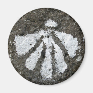 Scallop Muschel Magnet