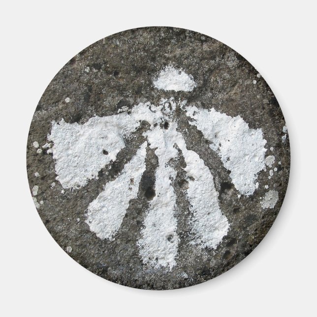 Scallop Muschel Magnet (Vorne)