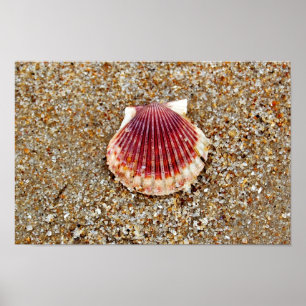 Scallop-Muschel Poster