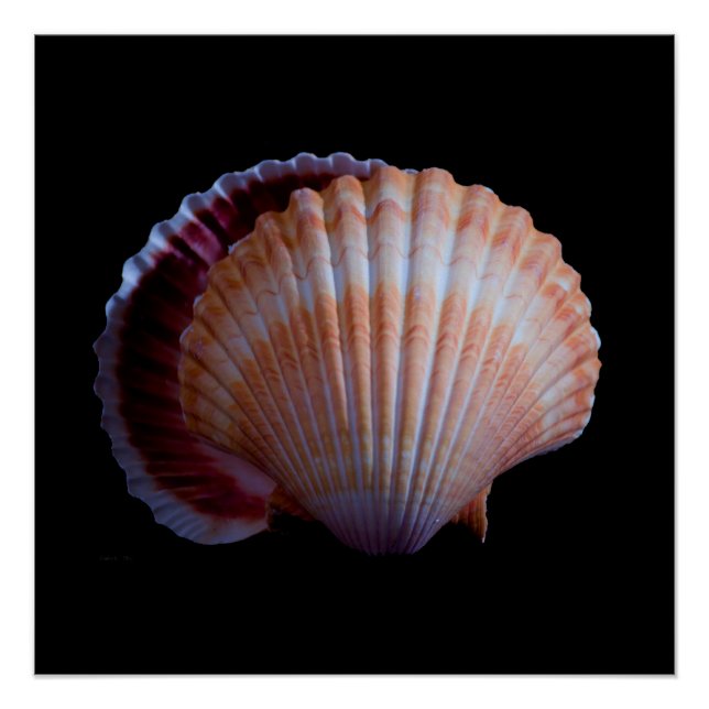 Scallop-Muschel Poster (Vorderseite)