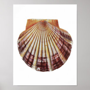 Scallop Sea Muschel no.2 Naturgeschichte Kunst, Di Poster
