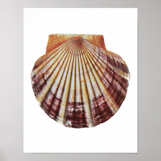 Scallop Sea Muschel no.2 Naturgeschichte Kunst, Di Poster (Vorne)