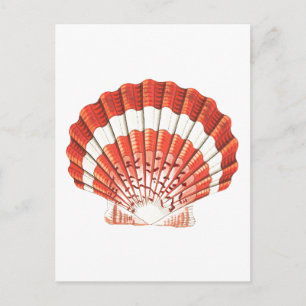 "SCALLOP" SEASHELL-MEERESWELT POSTCARD POSTKARTE