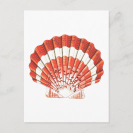 "SCALLOP" SEASHELL-MEERESWELT POSTCARD POSTKARTE
