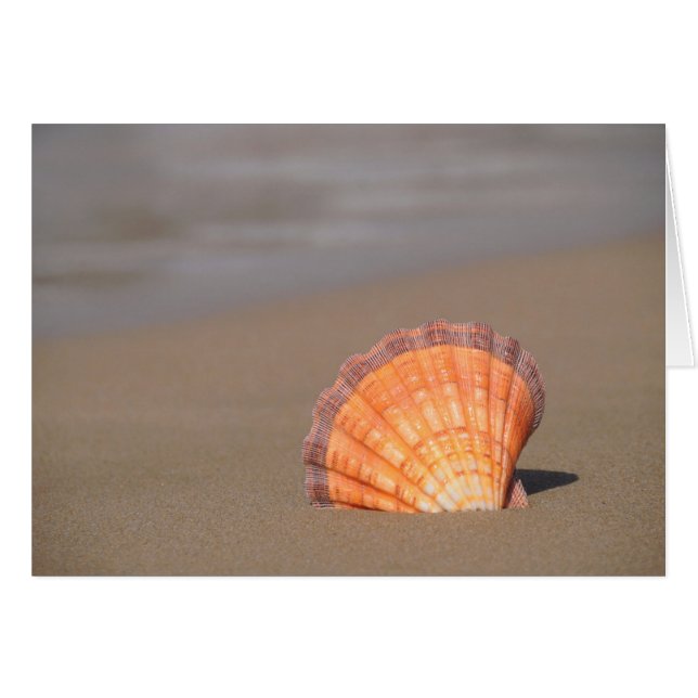 Scallop Shell | Crete, Greece (Vorderseite (Horizontal))