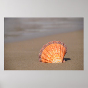 Scallop Shell   Crete, Greece Poster
