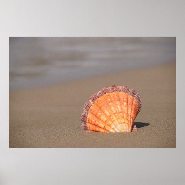 Scallop Shell | Crete, Greece Poster (Vorne)