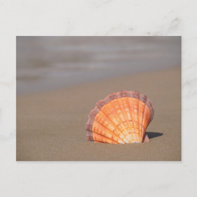 Scallop Shell | Crete, Greece Postkarte (Vorderseite)