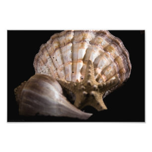 Scallop, Whelk, Sea Star Fotodruck