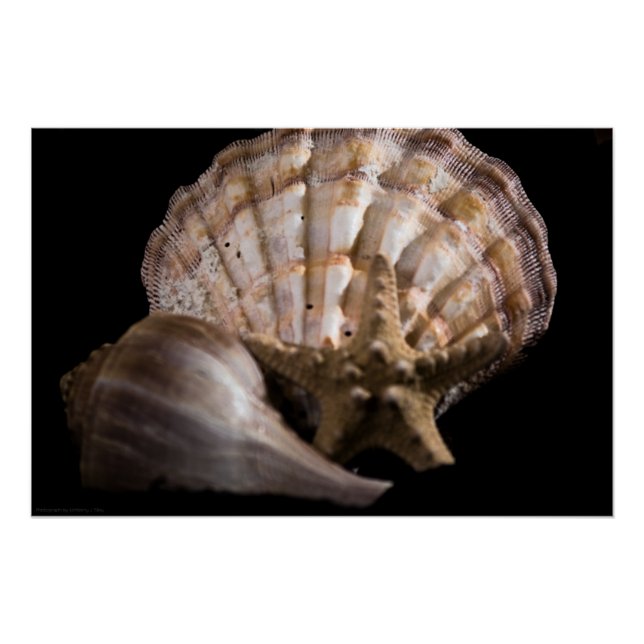 Scallop, Whelk, Sea Star Poster (Vorderseite)