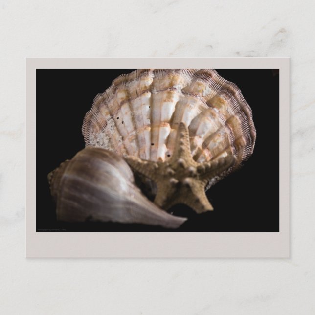Scallop, Whelk, Sea Star Postkarte (Vorderseite)