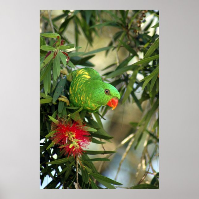 Scaly Breasted Lorikeet Poster (Vorne)