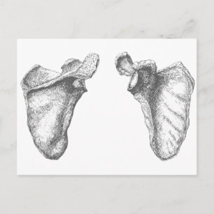 Scapula Gray Postkarte