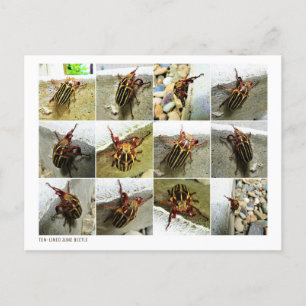 Scarab June Beetle Insect Big Bug Postkarte