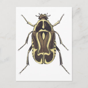 Scarab Käfer Postkarte