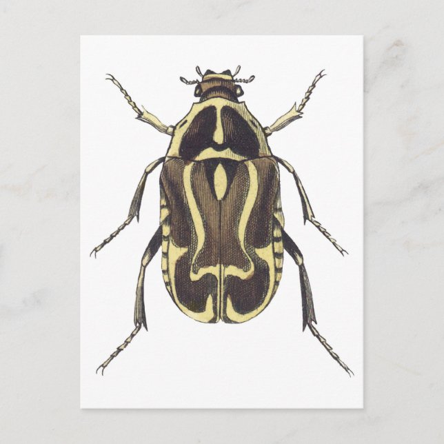 Scarab Käfer Postkarte (Vorderseite)