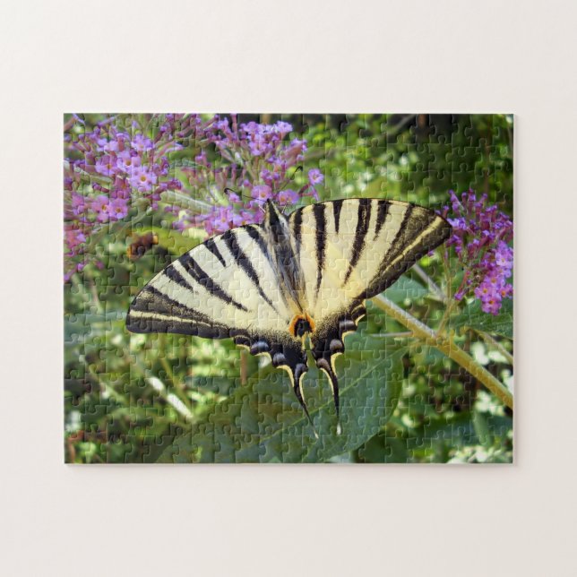 Scarce Frack Butterfly Foto Puzzle (Horizontal)