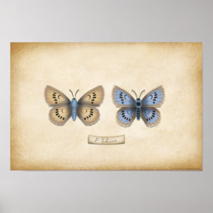 Scarce Large Blue Butterfly Naturalist-Modell Poster