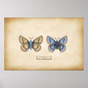 Scarce Large Blue Butterfly Naturalist Specimen Po Poster