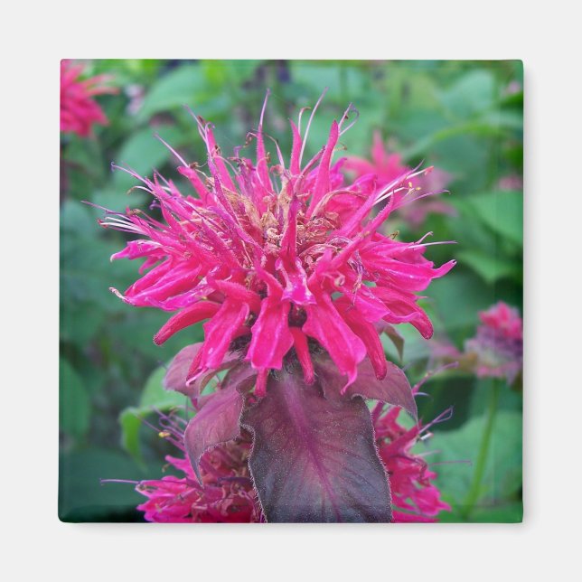 Scarlet Beebalm Magnet (Vorne)