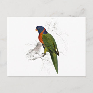 Scarlet-Collared Parrakeet von Edward Lear Postkarte