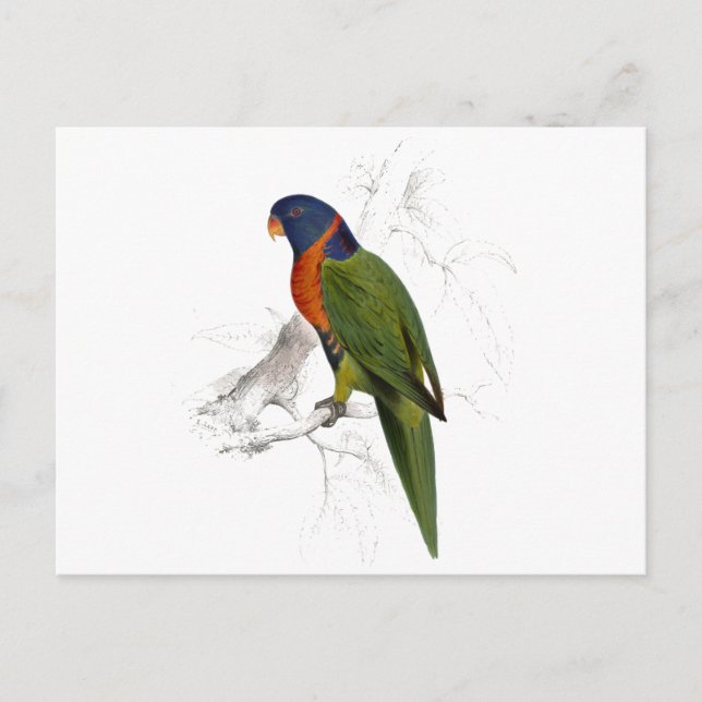 Scarlet-Collared Parrakeet von Edward Lear Postkarte (Vorderseite)