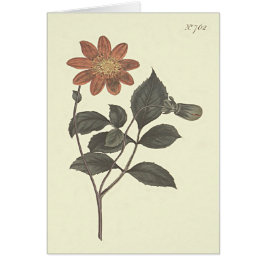 Scarlet Flower Dahlia Botanische Illustration