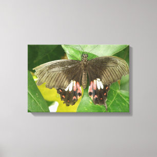 Scarlet Frack Butterfly Canvas Print Leinwanddruck